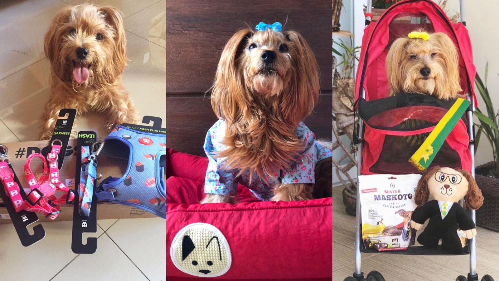 Tutores de pets falecidos relembram doações e falam sobre importância do ato