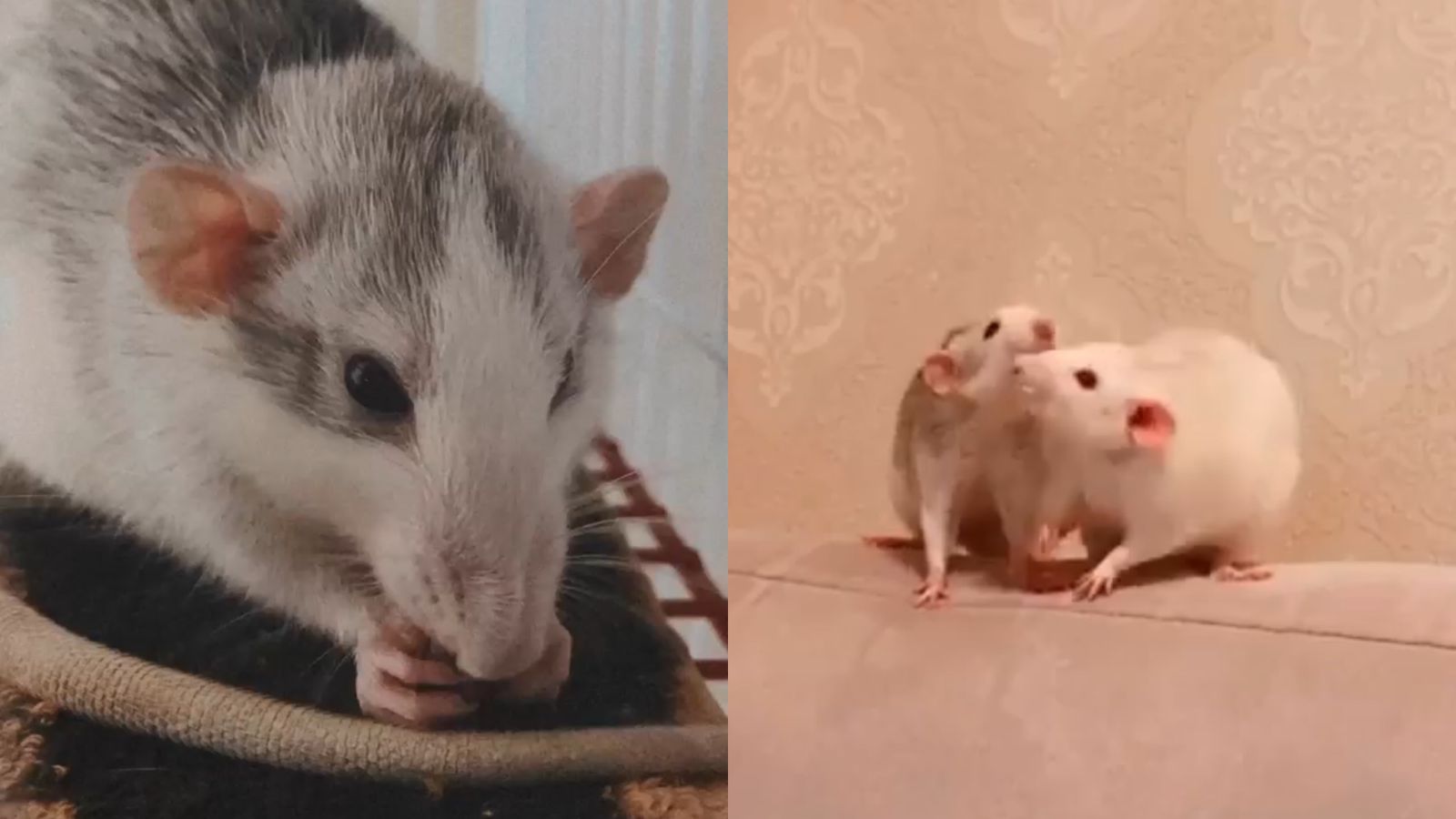Tutores de pets falecidos relembram doações 