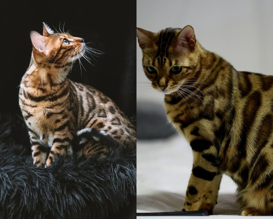 Gato bengal, jaguatirica e gato-do-mato: saiba diferença entre esses animais 