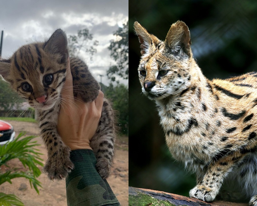 Gato bengal, jaguatirica e gato-do-mato: saiba diferença  