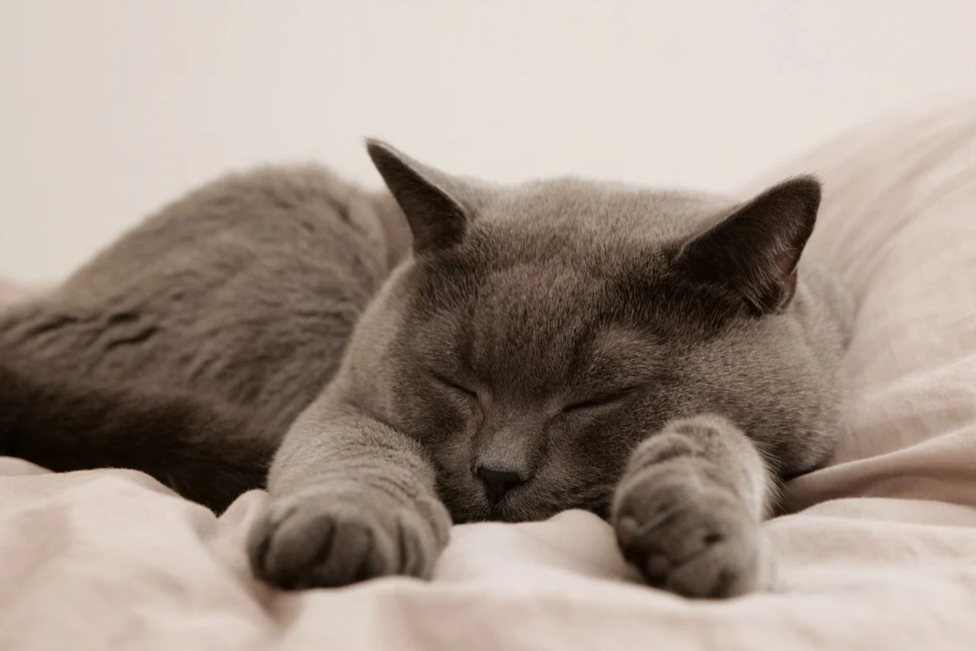 Como saber se meu gato está dormindo demais?