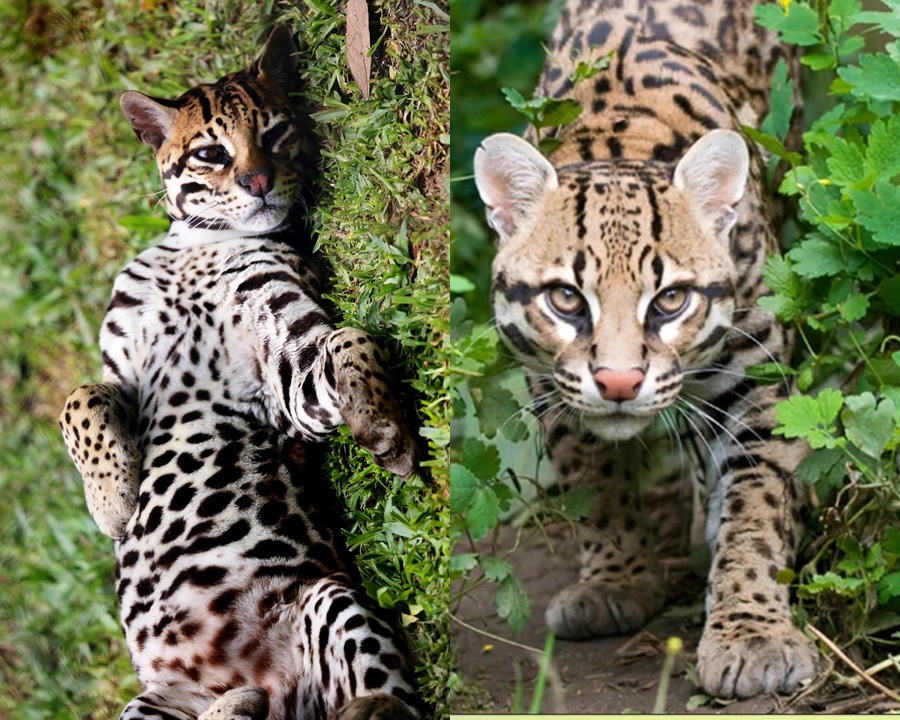 Gato bengal, jaguatirica e gato-do-mato 