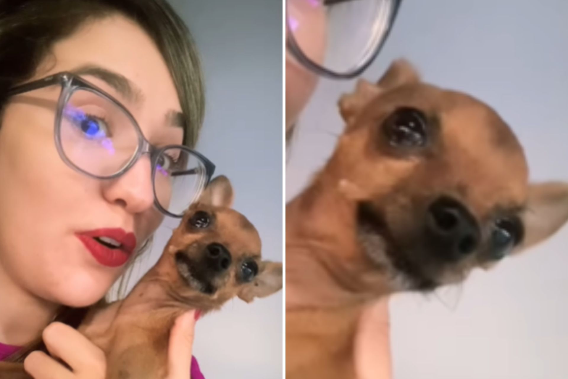 Cheio de ódio! Pinscher antissocial fica irada ao receber visita em ...