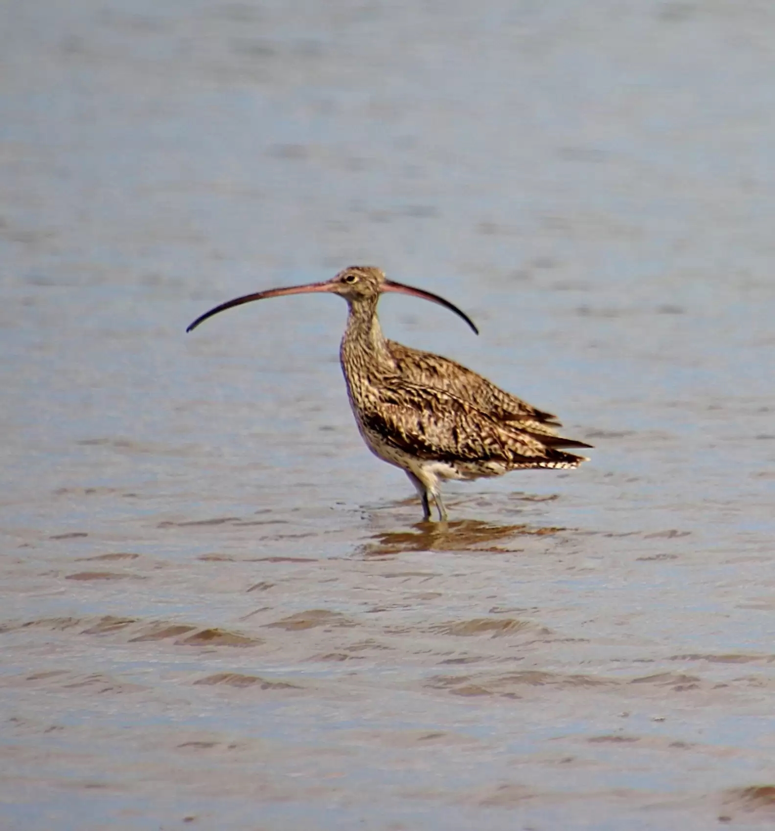 Ave em extinção faz aparição em praia e reserva surpresa para mulher; veja fotos