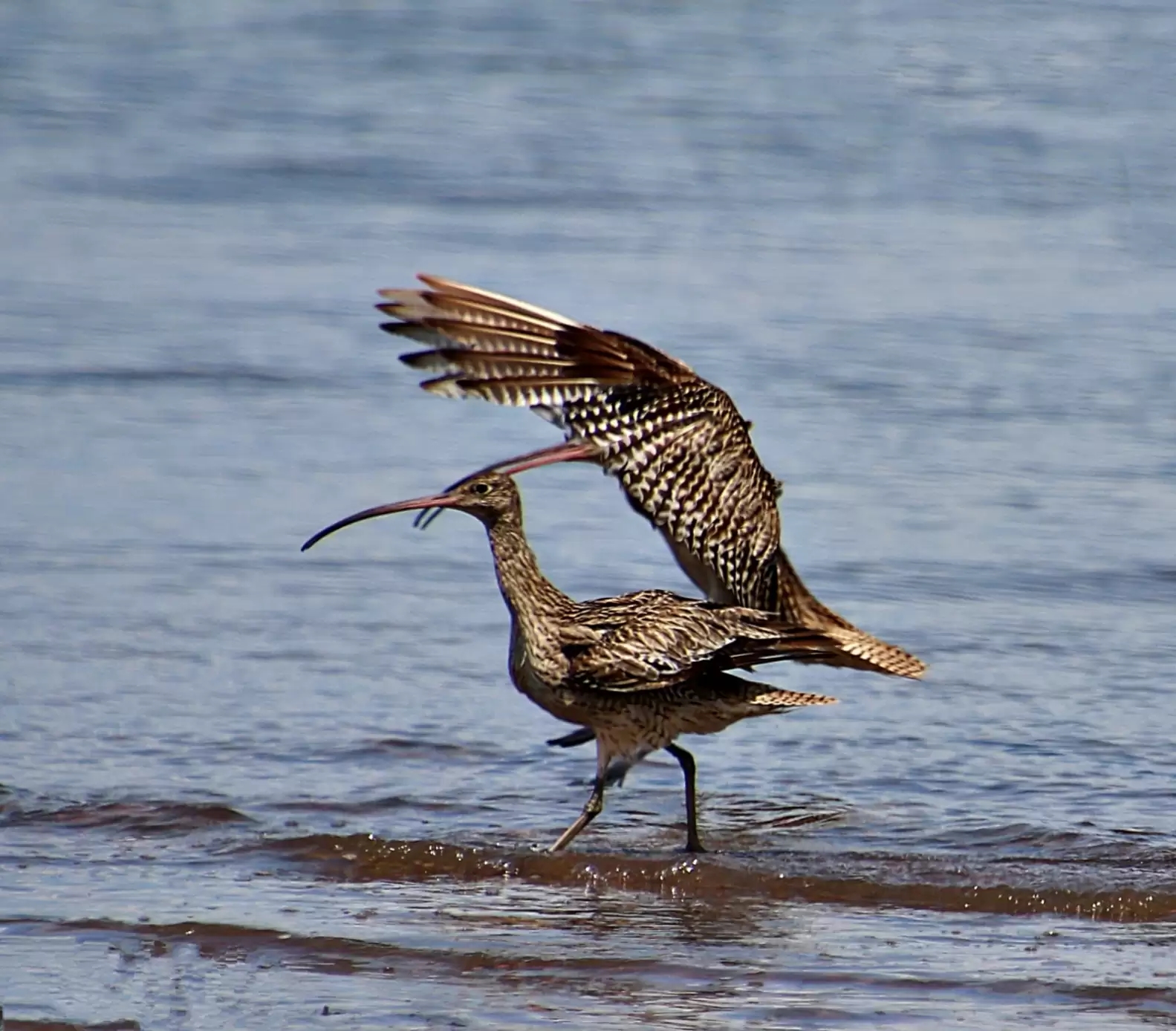 Ave em extinção faz aparição em praia e reserva surpresa para mulher