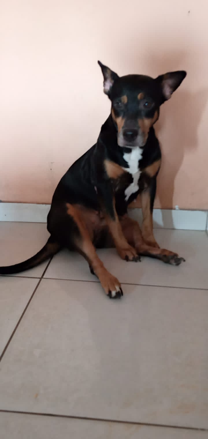 Cachorra desaparecido em bairro de Salvador é visto pela última vez em São Cristóvão