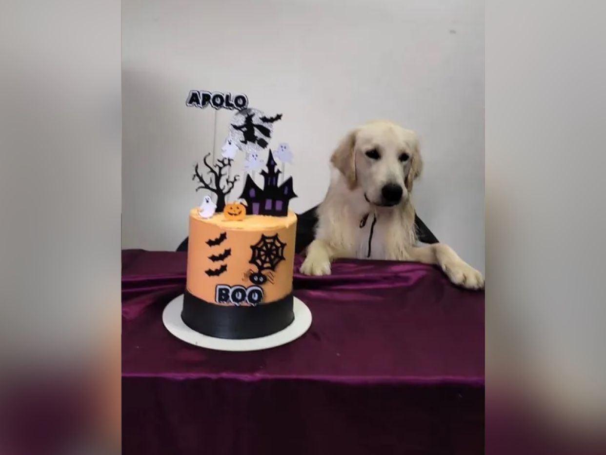 Cachorro não comemora aniversário por causa de delivery e tutora lamenta: "frustrante" 