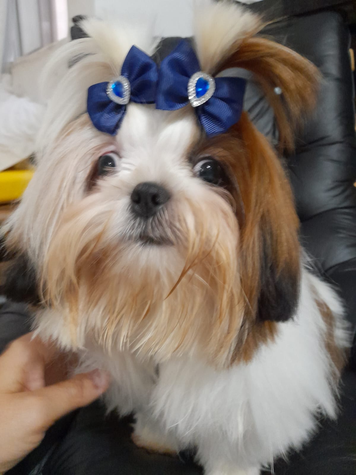 Cachorro pantaneiro? Pet viciado em novela diverte tutora em casa; assista