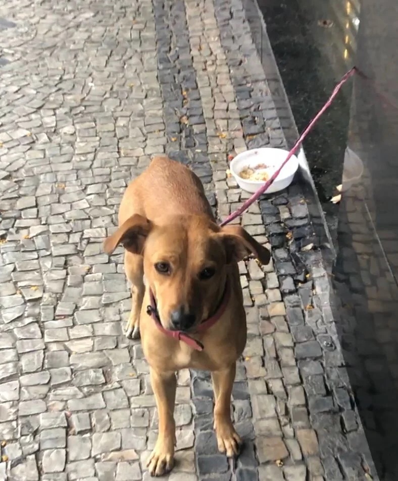 Cadela cúmplice de furto não deixa polícia prender suspeito; assista