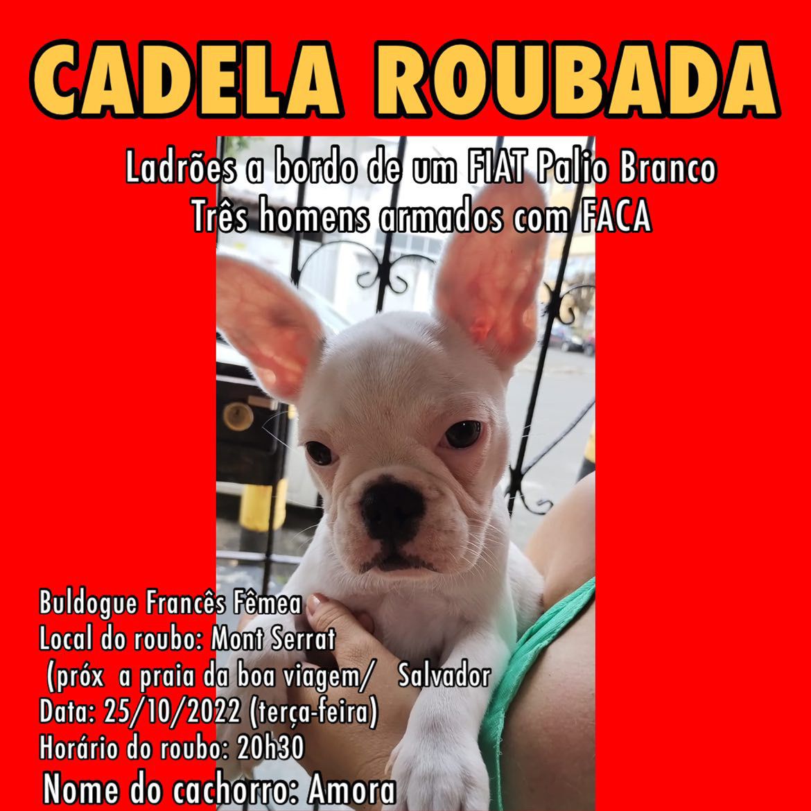Cadela é roubada enquanto passeava com tutora em bairro de Salvador