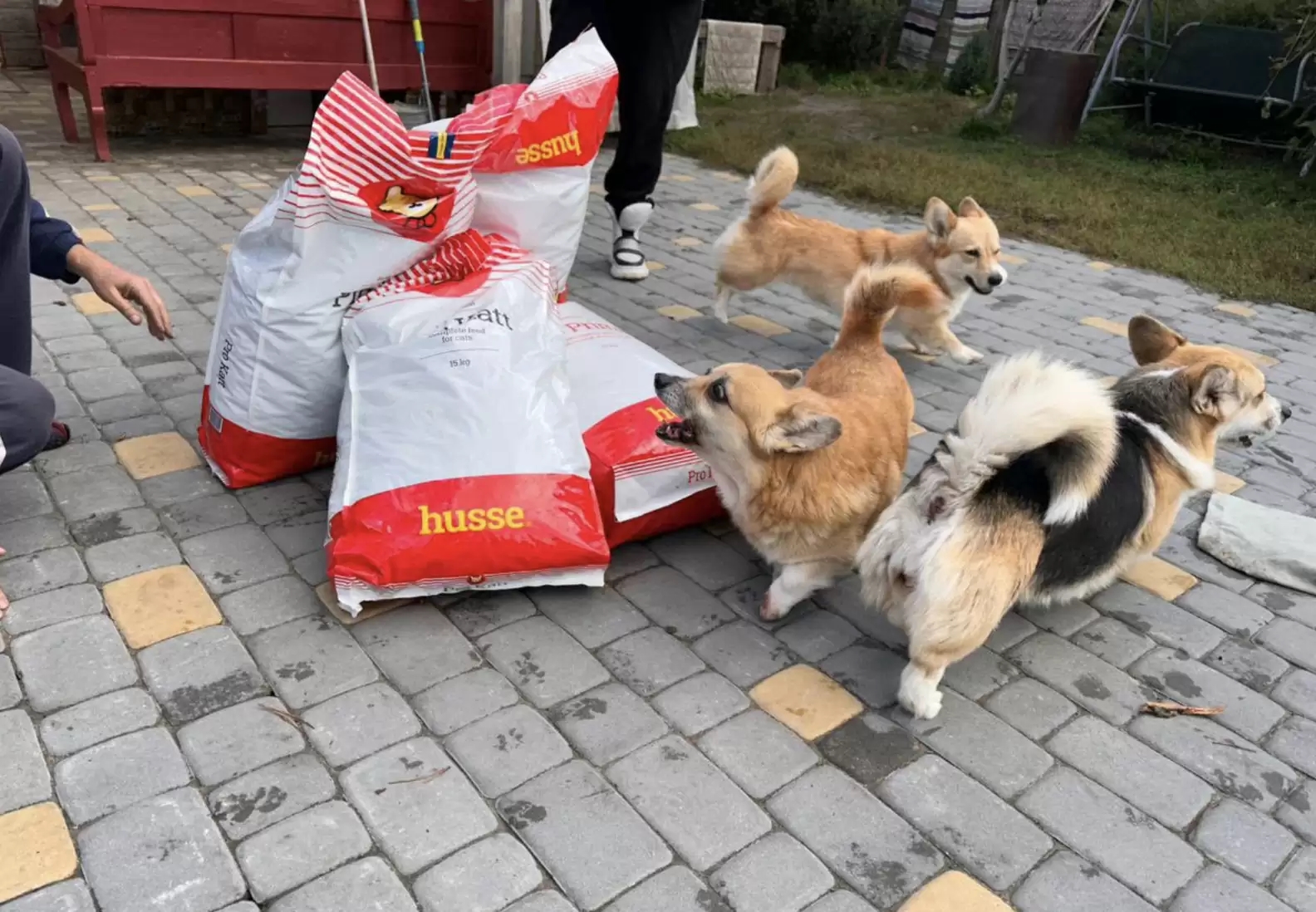 Cães ucranianos esperam pacientemente em fila e homem se comove ao descobrir motivo; saiba detalhes 