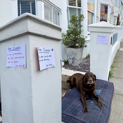 Cadela idosa chama atenção de vizinhança com mania diferente; veja imagens