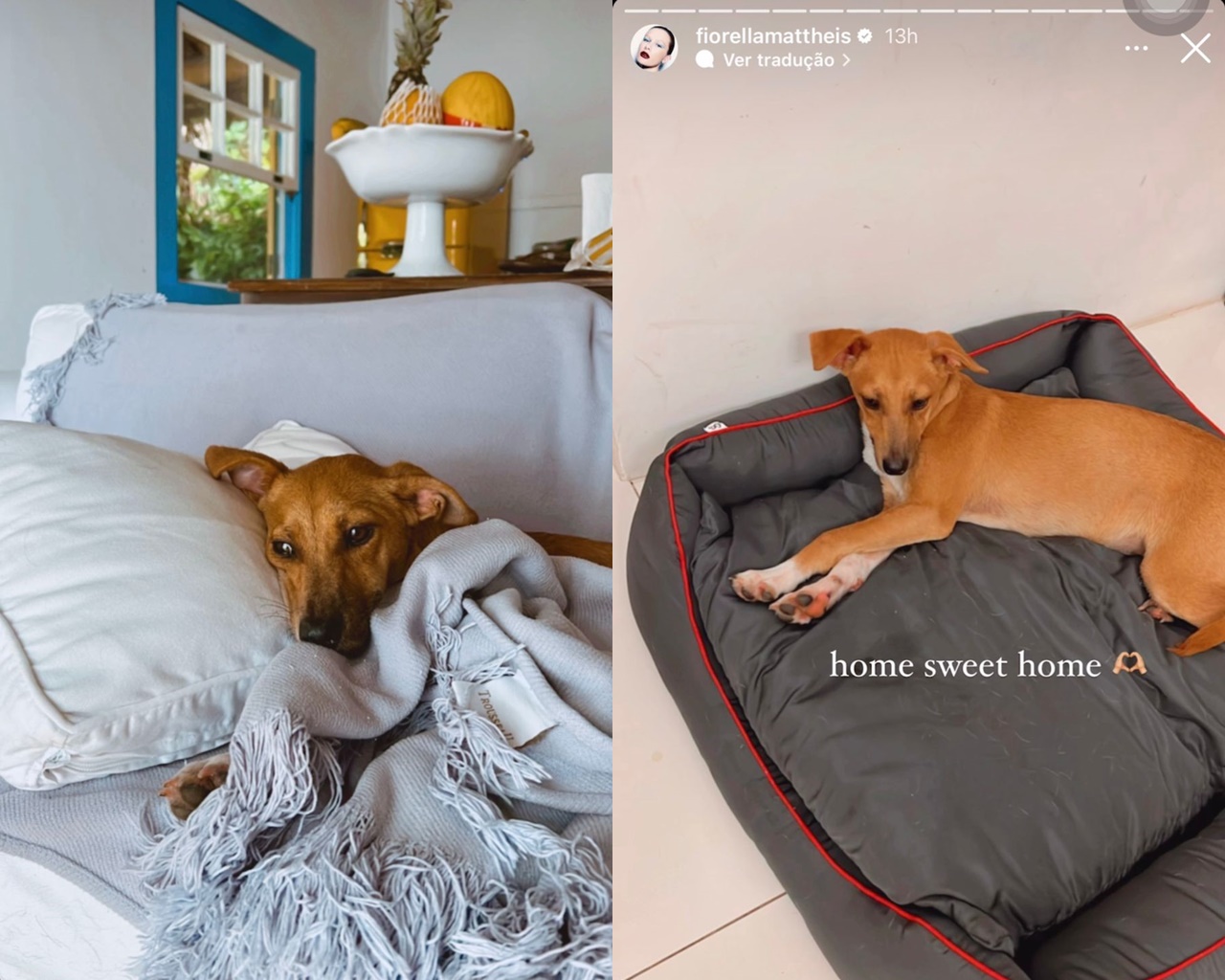 Fiorella Mattheis e marido resgatam e adotam cadela vira-lata em apuros; veja vídeo