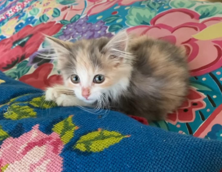 Gata "bate" na porta de vizinha e faz exigência; saiba qual