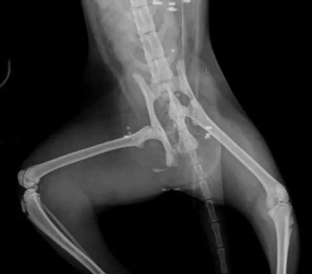 Tutora resgata gata idêntica ao sua felina "perdida" e história tem reviravolta inesperada; saiba detalhes