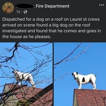 Hábito incomum de cachorro provoca pânico em vizinhança e tutora se envergonha; confira