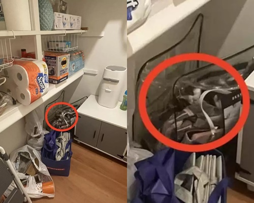 Mulher se desespera ao perder gata, mas descobre paradeiro inesperado de felina; confira 