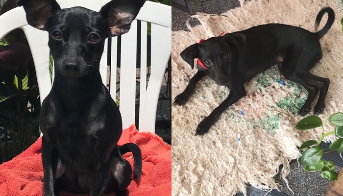 Pinscher desaparece em bairro de Salvador, tutor faz apelo e moradores se mobilizam: "está sendo angustiante"