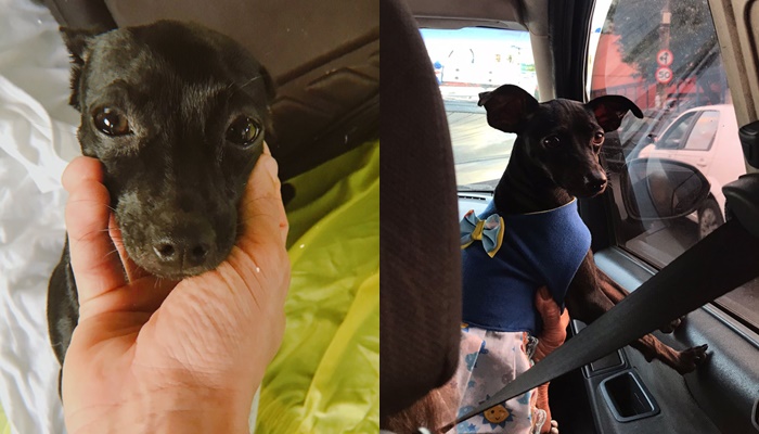 Pinscher desaparece em bairro de Salvador, tutor faz apelo e moradores se mobilizam