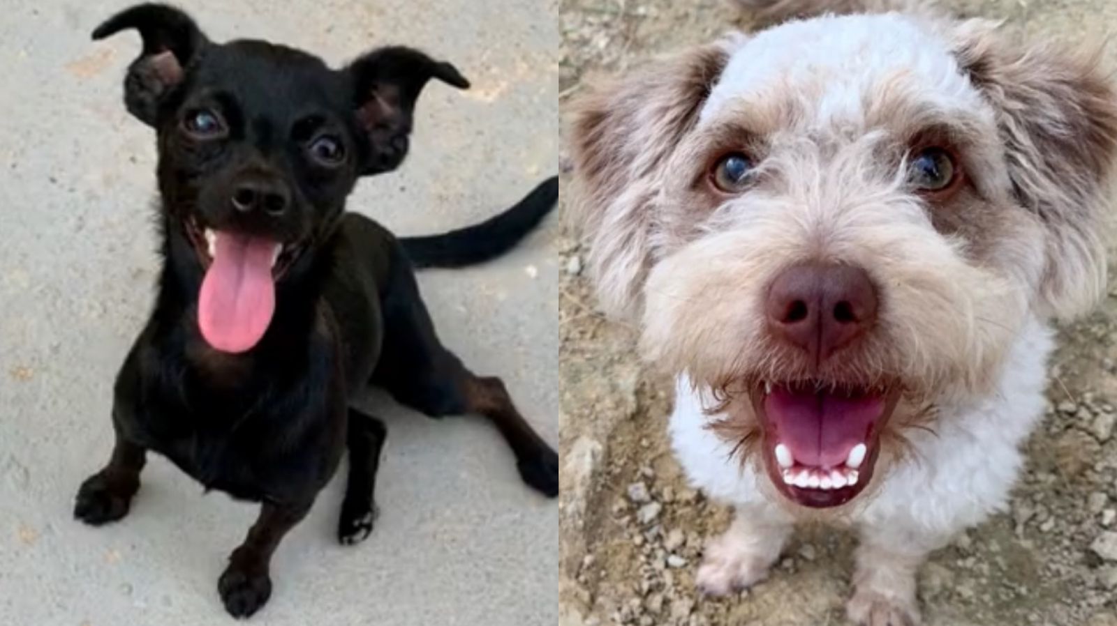 Resultado de cruzamento entre pinscher e viralata faz mãe canina se