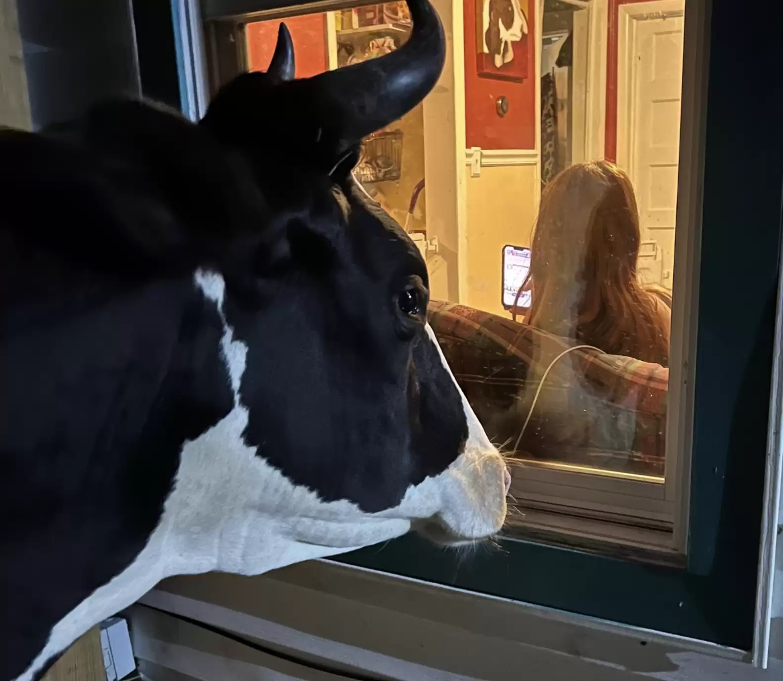 Vaca tenta invadir casa e motivo chama atenção