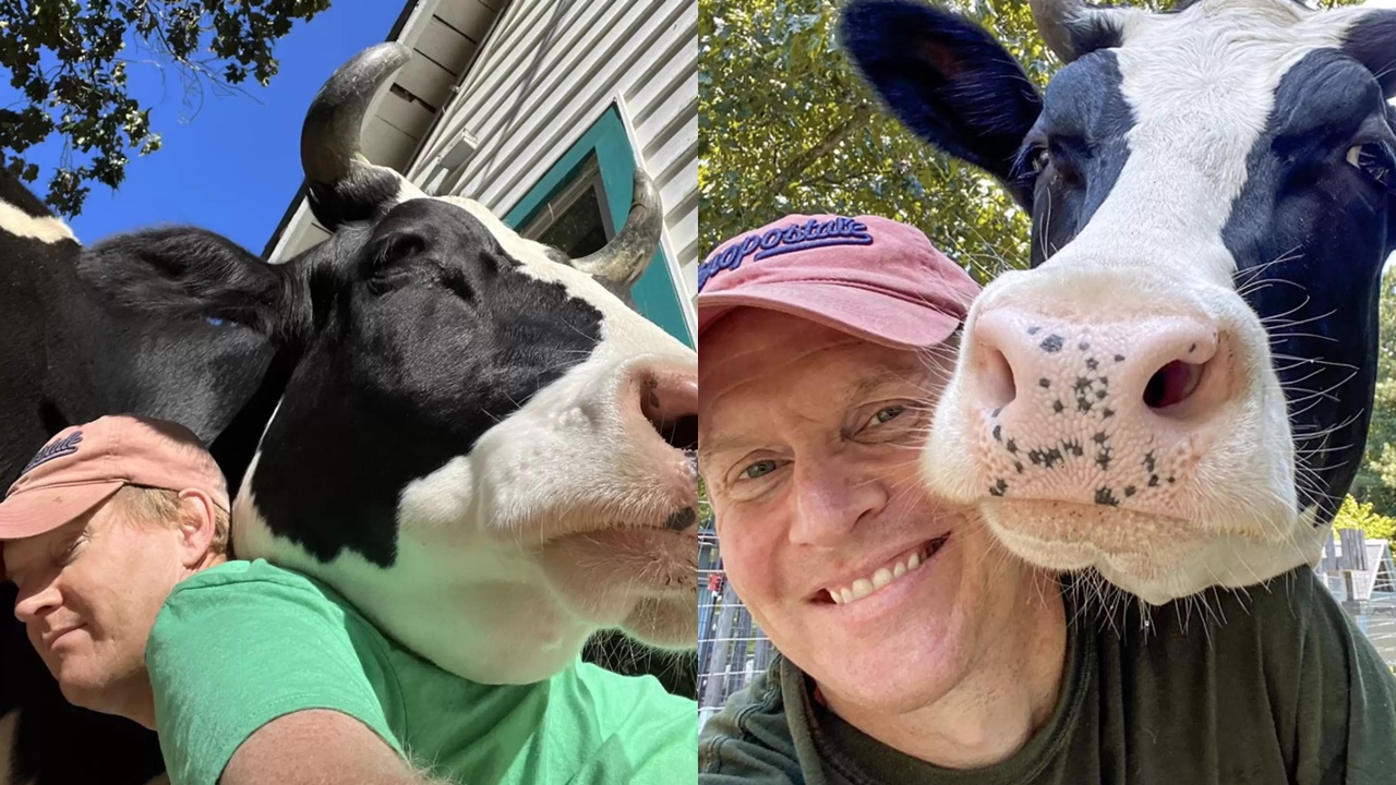 Vaca tenta invadir casa e motivo chama atenção; saiba qual 