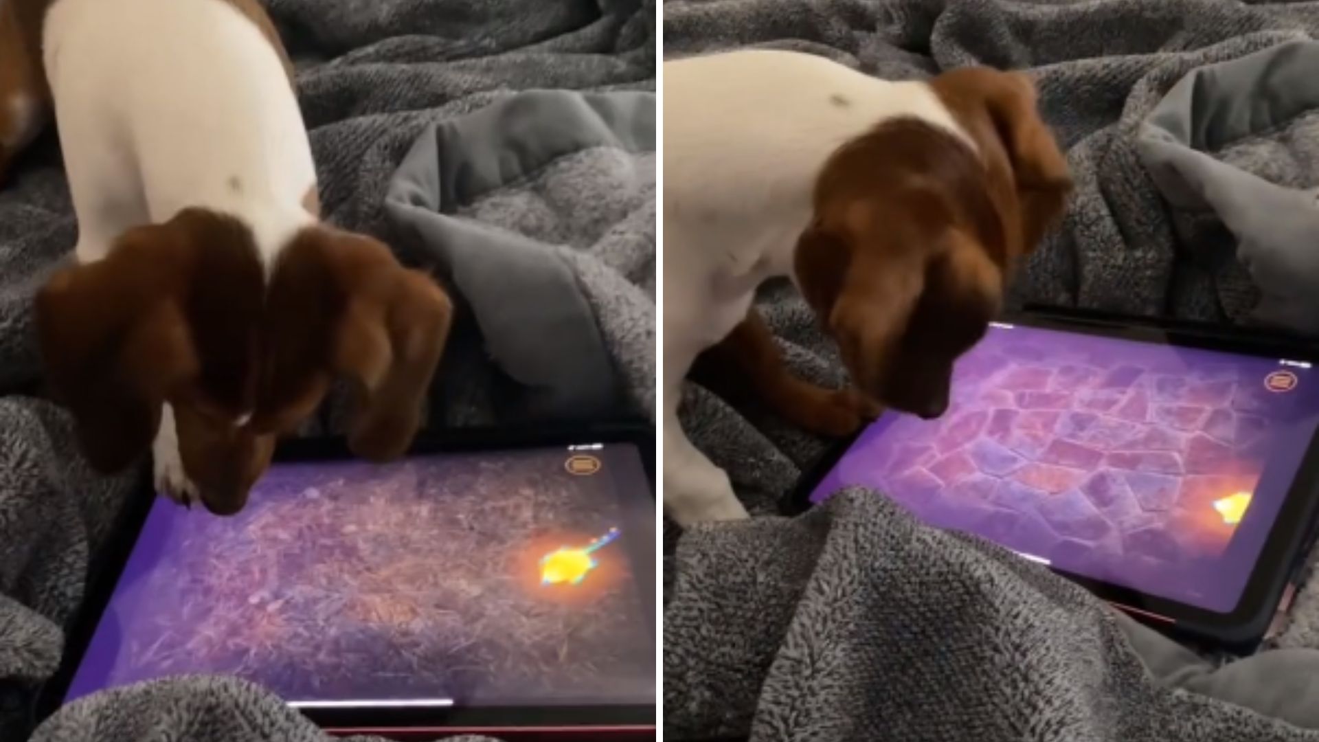 Cão viraliza após vídeo mostrando habilidade em jogos de tabuleiro, Comportamento
