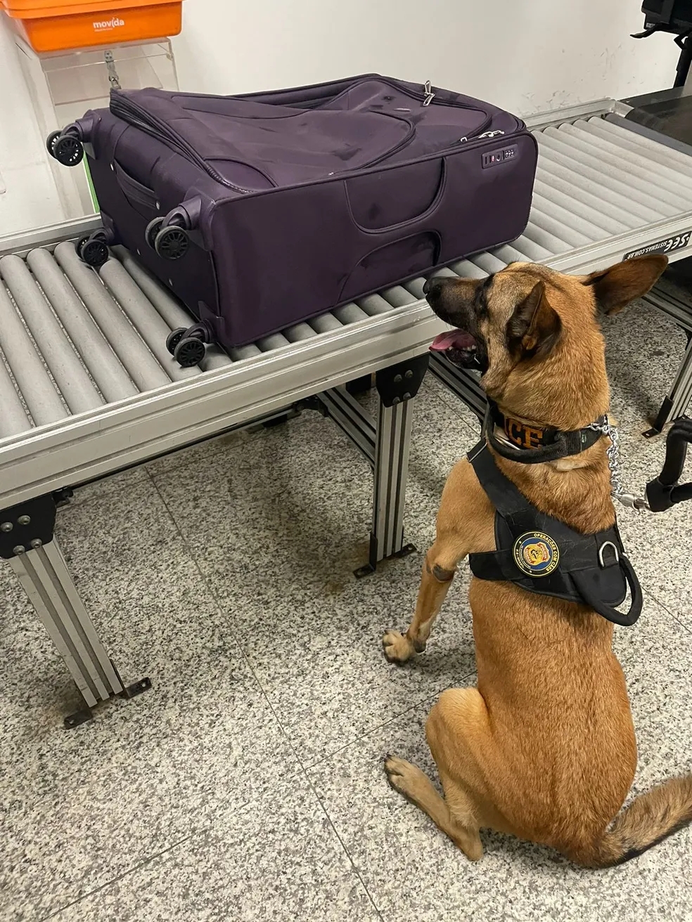 Cachorro impede viagem de casal em aeroporto; saiba detalhes 