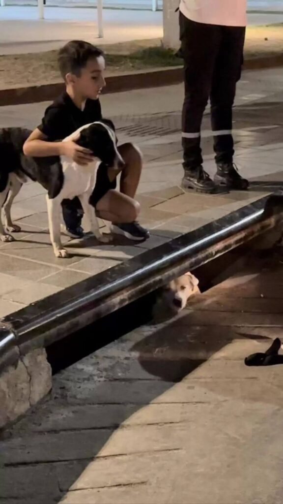 Cachorro faz escândalo na rua para salvar amiga presa em bueiro