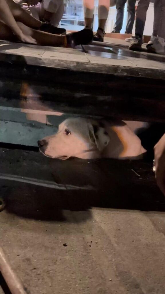 Cachorro faz escândalo na rua para salvar amiga presa em bueiro; veja imagens