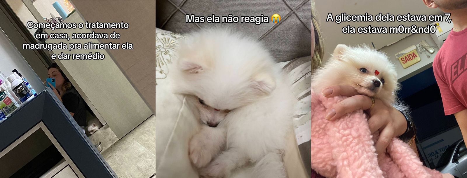 Cadela apresenta problema grave de saúde e tutora a devolve para canil: "não aguentei"; assista 