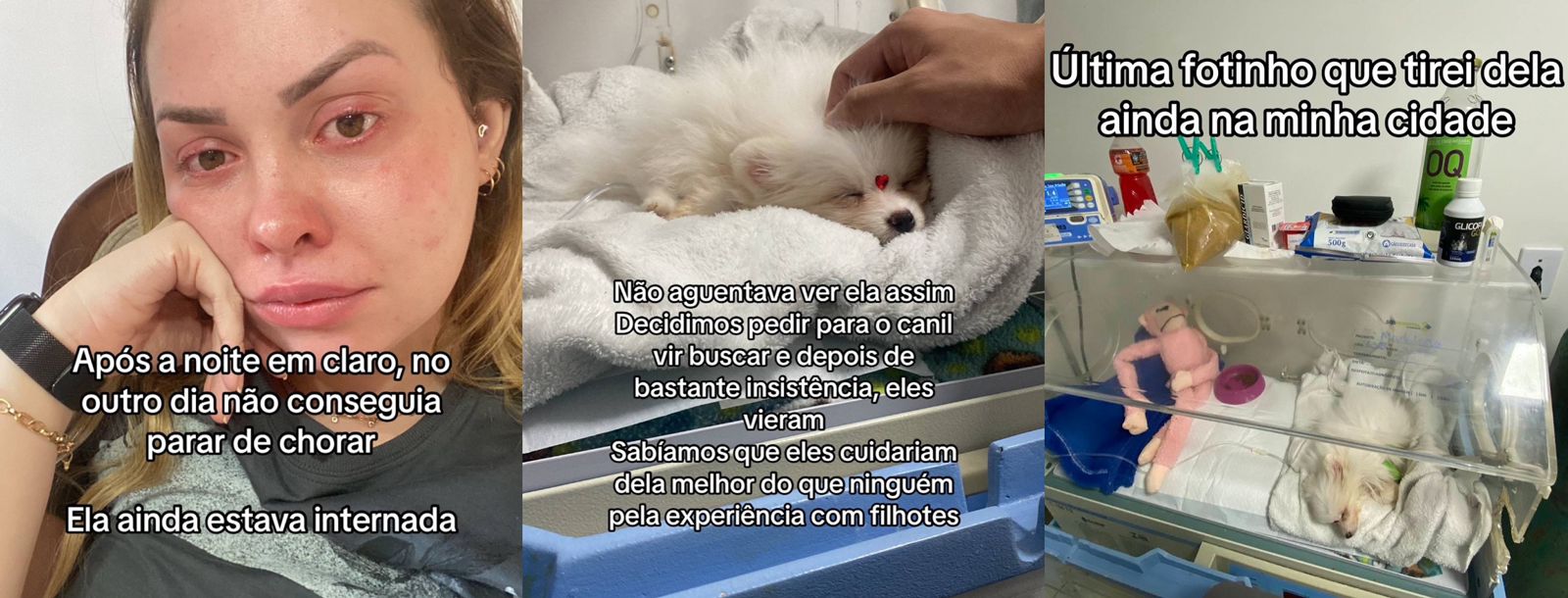 Cadela apresenta problema grave de saúde e tutora a devolve para canil: "não aguentei" 