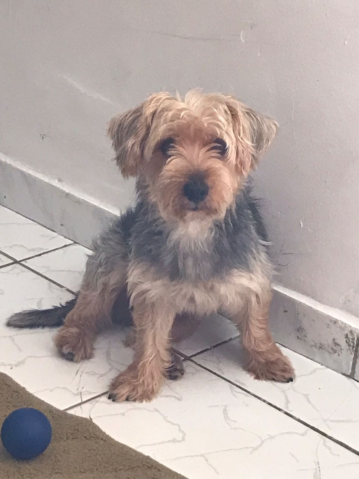 Cão yorkshire desaparece em localidade de Boca do Rio e família se desespera; saiba como ajudar