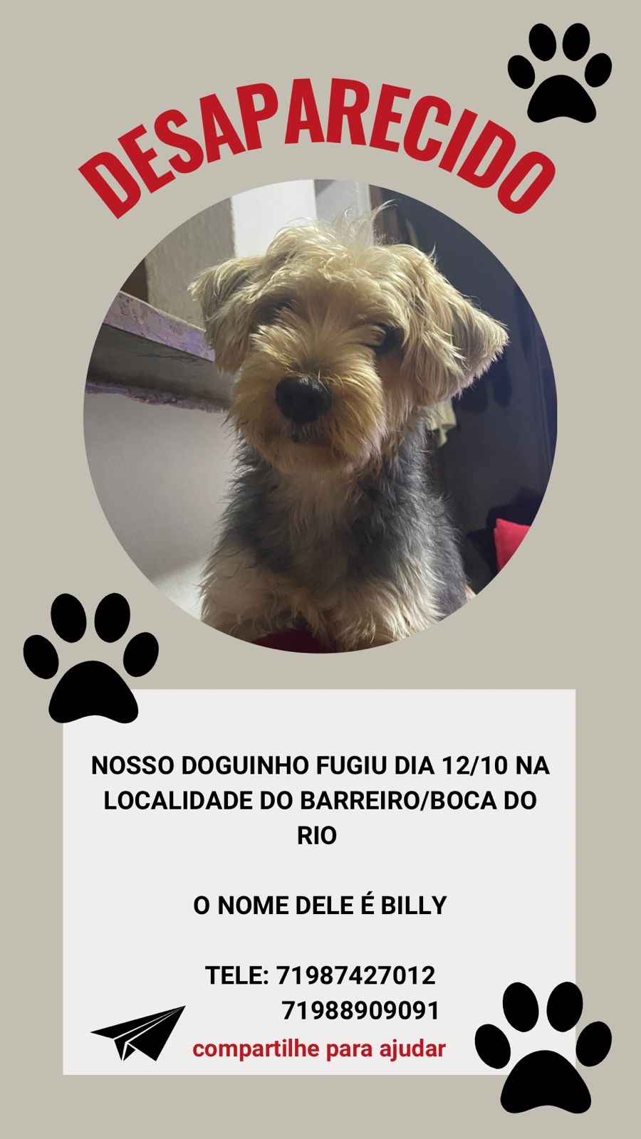 Cão yorkshire desaparece em localidade de Boca do Rio e família se desespera 