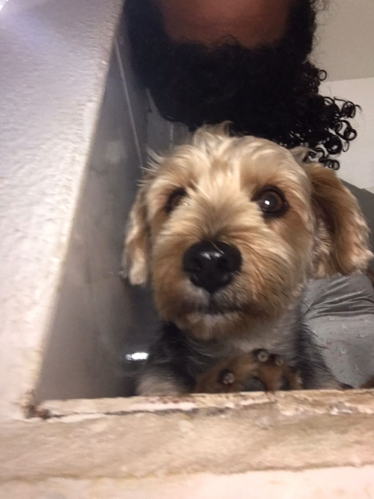 Cão yorkshire desaparece em localidade de Boca do Rio 