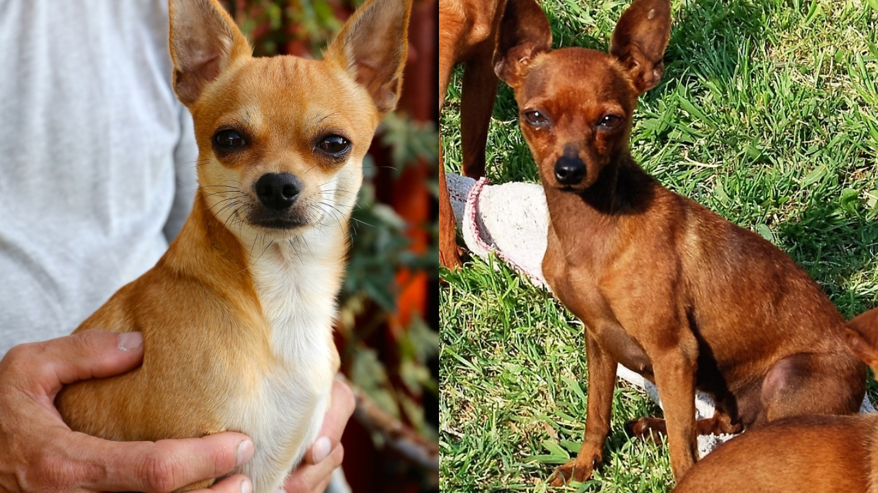Eles são iguais? Saiba diferenças entre pinscher e chihuahua