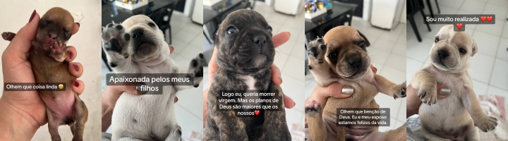 História de amor e resultado de cruzamento entre buldogue francês e dachshund repercute 