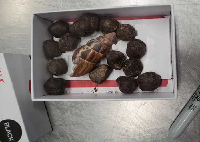 U.S. Customs and Border Protection