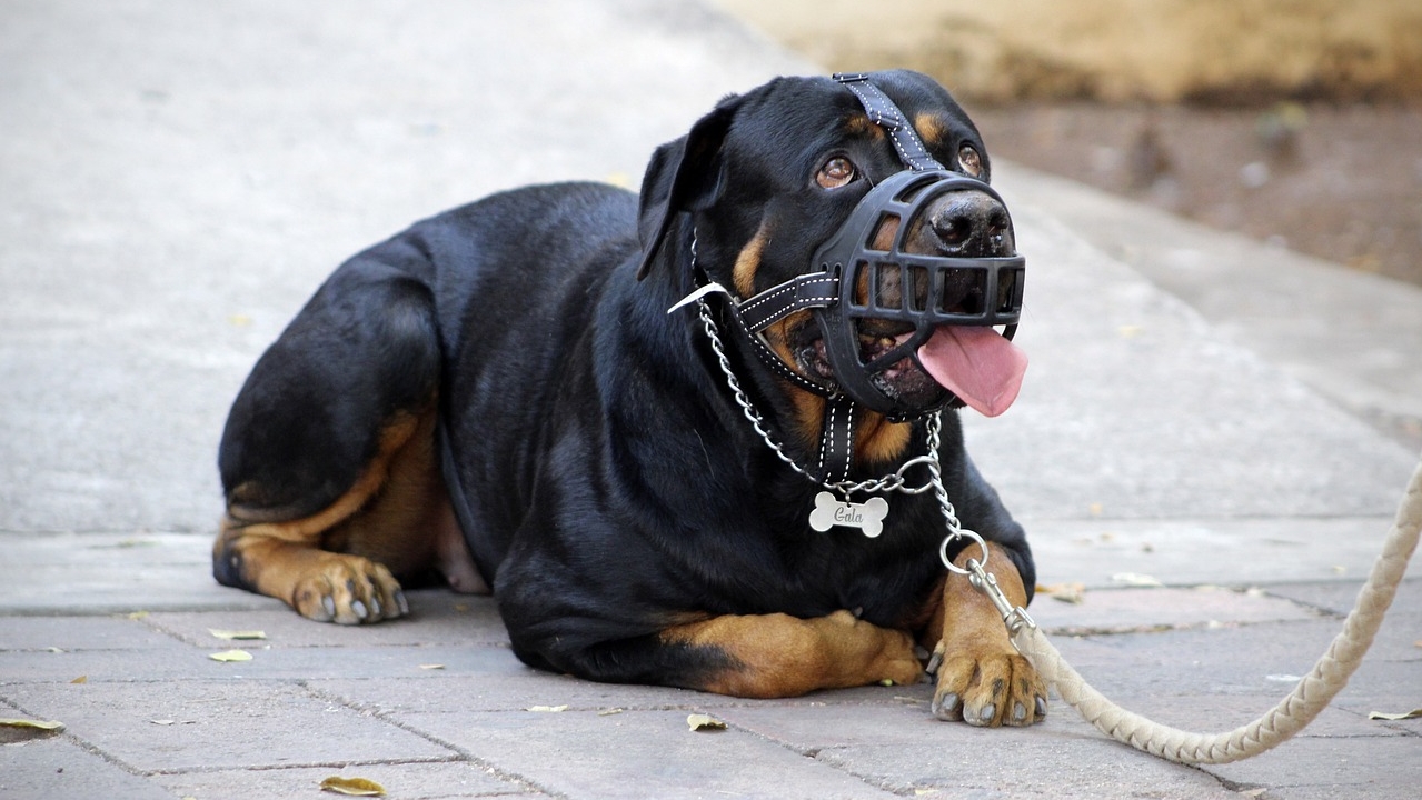 Os 10 animais com as mordidas mais fortes do mundo cocogarage.jp