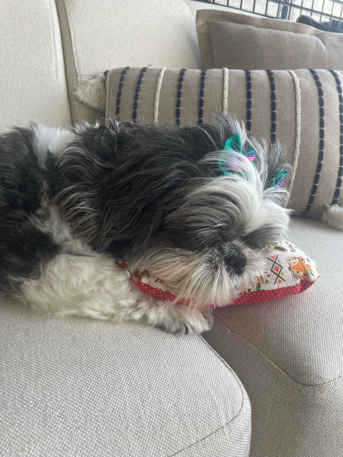 Isso é real? Jeito de cadela ao tomar remédio surpreende e orgulha tutora