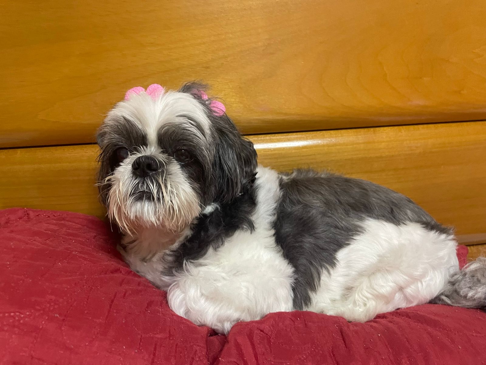 Isso é real? Jeito de cadela ao tomar remédio surpreende e orgulha tutora; assista