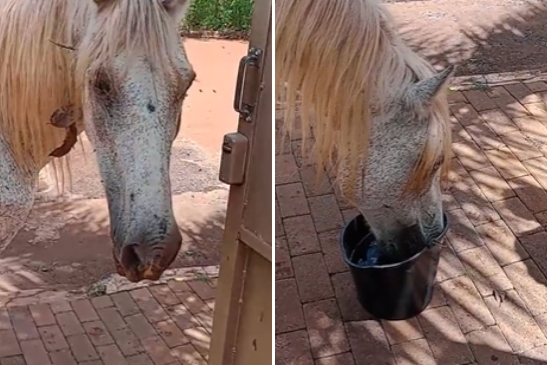 video do cavalo que viralizou｜Pesquisa do TikTok