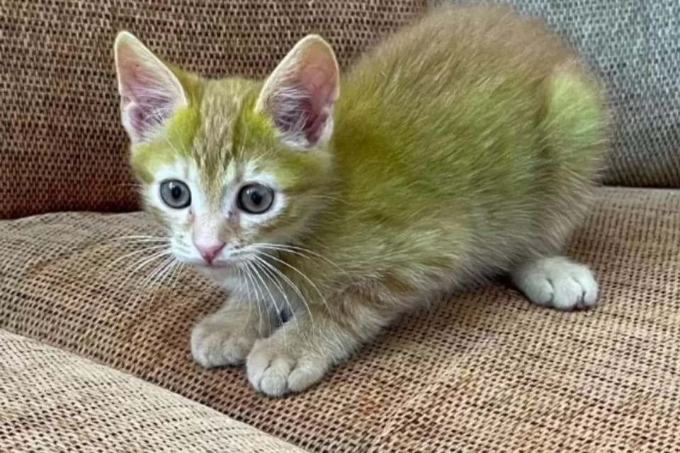 gato pelo verde