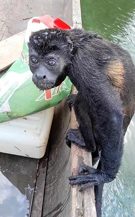 macaco bugio