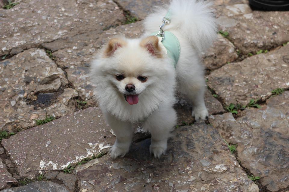 cachorro
