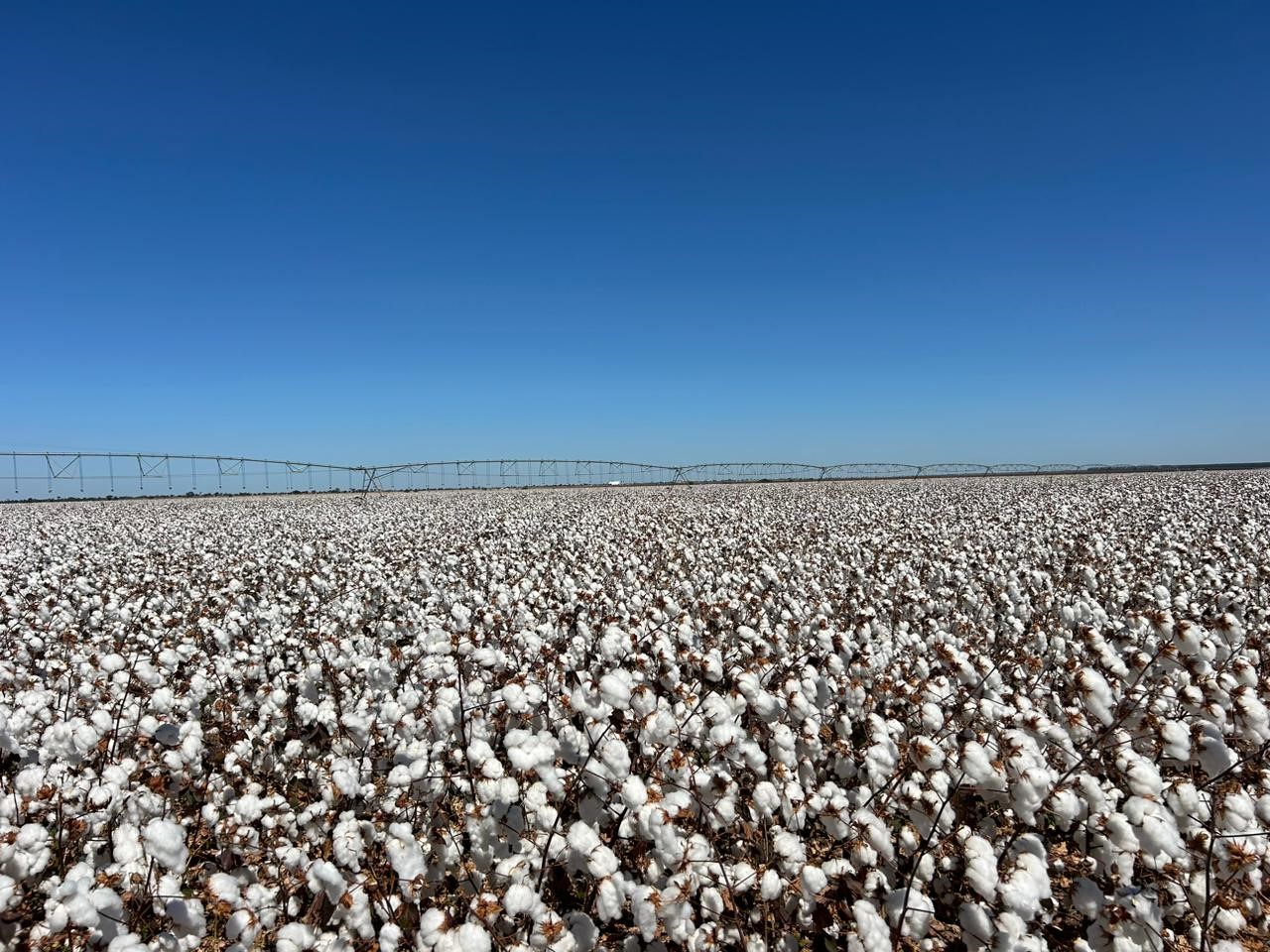 Plantação de Algodão