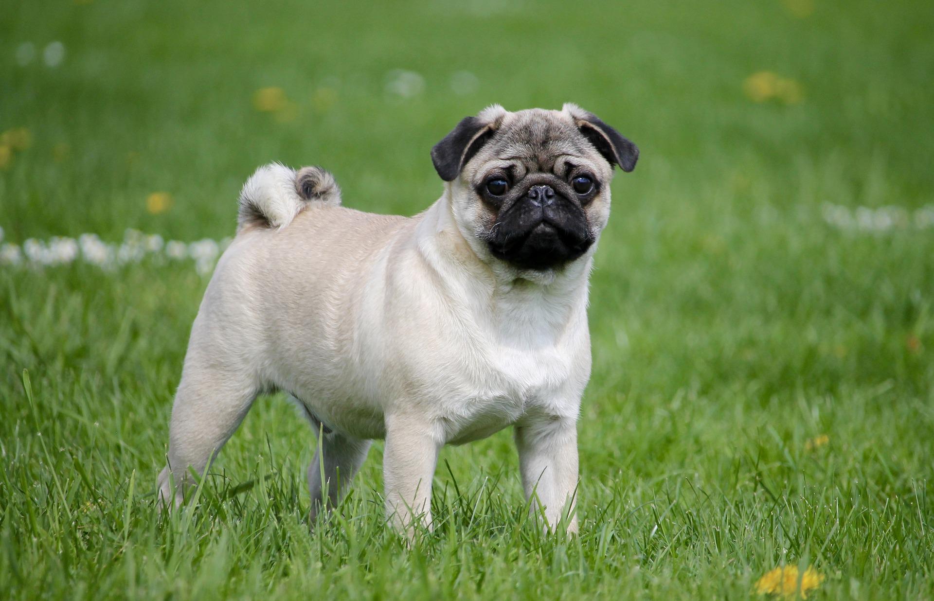 pug