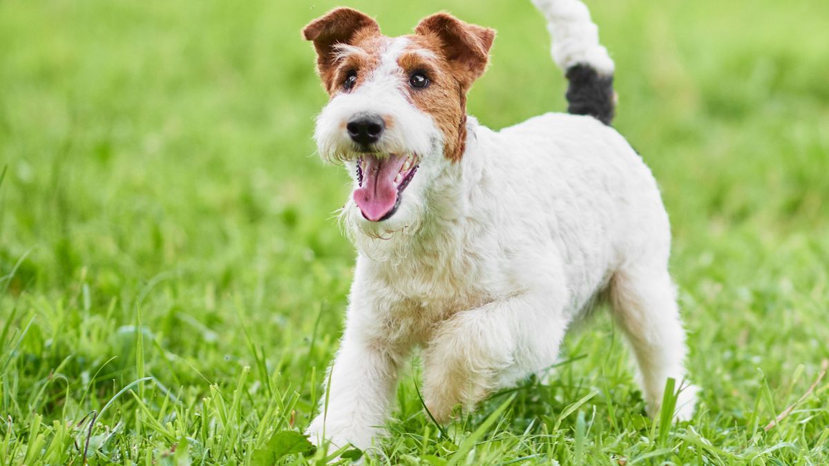 O cão vencedor da raça Fox Terrier / SHUTTERSTOCK