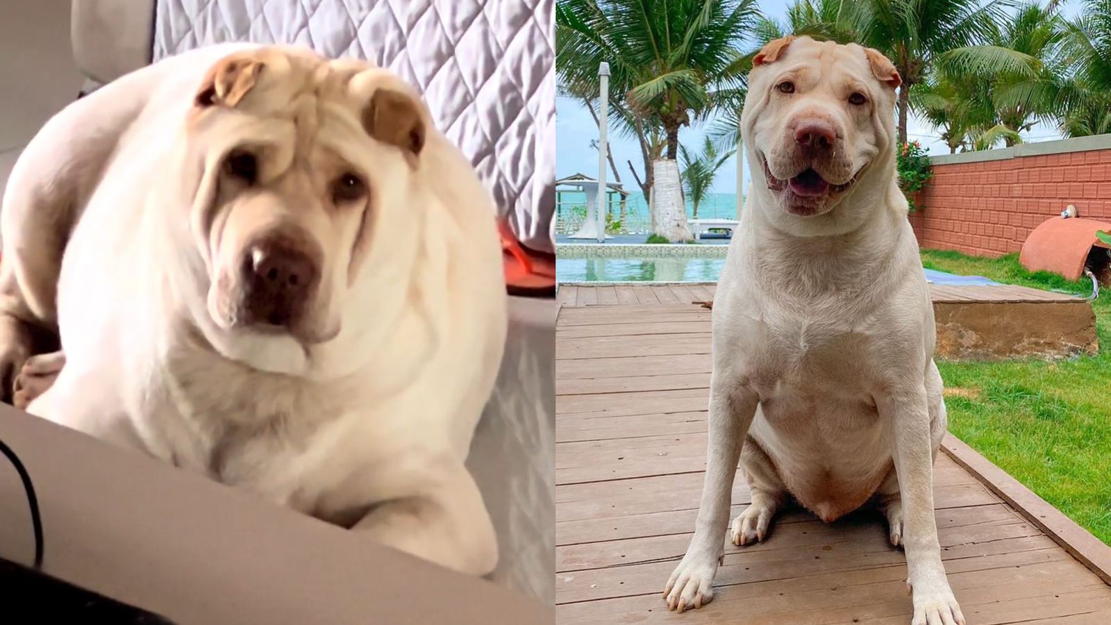 Ângulo não favorece cachorro e web se choca ao descobrir verdadeira silhueta do cão