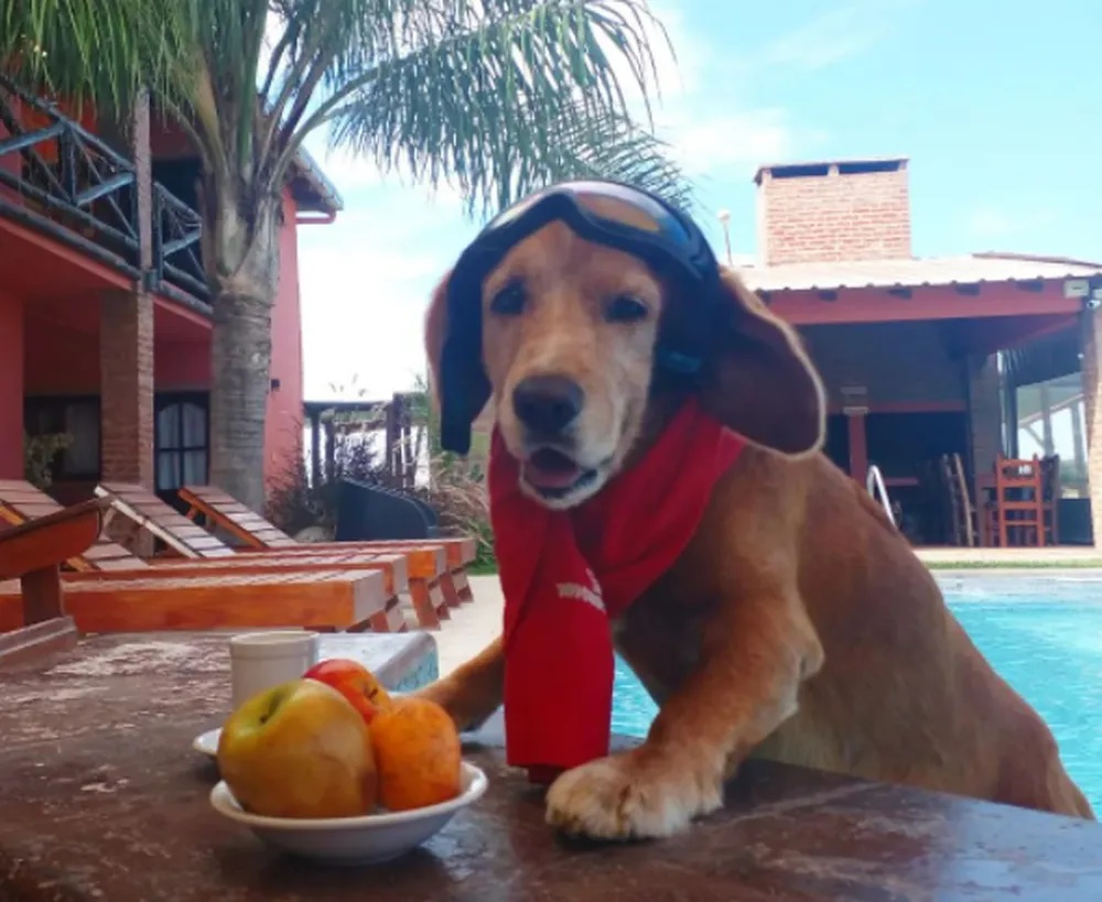 De moto, cachorro cruza as Américas em viagem de sete anos; confira países que pet visitou